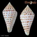 صورة Conus stupella (Kuroda 1956)