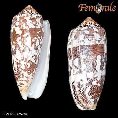 Image of cone snails