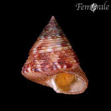 Image of Calliostoma viscardii Quinn 1992