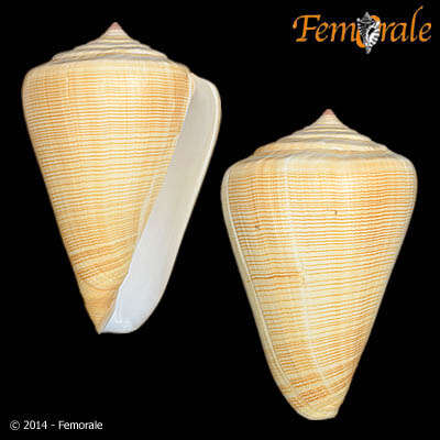 Image of cone snails