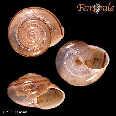 Imagem de Helminthoglyptidae