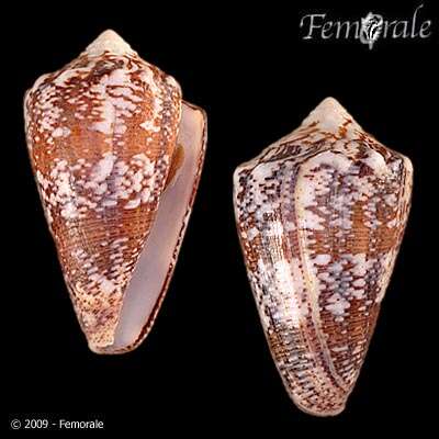 Image of cone snails