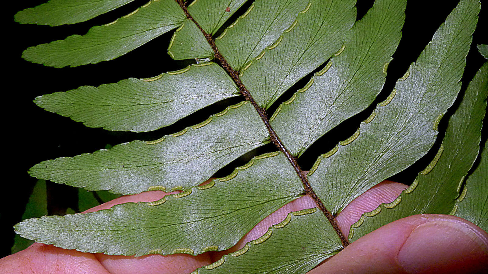 Imagem de Adiantum argutum Splitb.