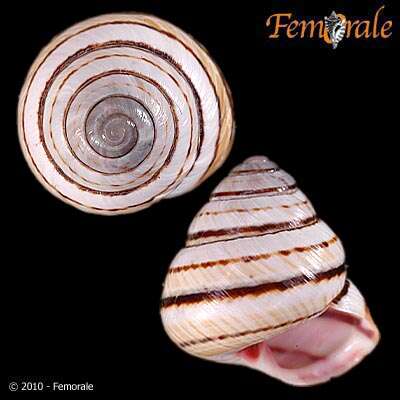 Imagem de Helminthoglyptidae