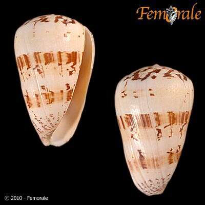 Image of cone snails