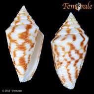 Image of Conasprella jaspidea (Gmelin 1791)