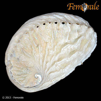 Image of Haliotoidea Rafinesque 1815