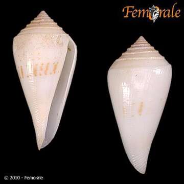 Image of Conasprella Thiele 1929