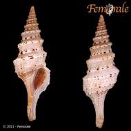 Image of Lophiotoma T. L. Casey 1904