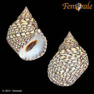 Image of Mangrove periwinkles