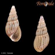 Image of <i>Sermylasma venustula</i> (Brot 1877)