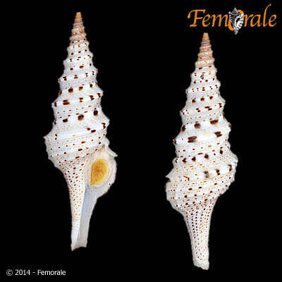 Image of Lophiotoma T. L. Casey 1904