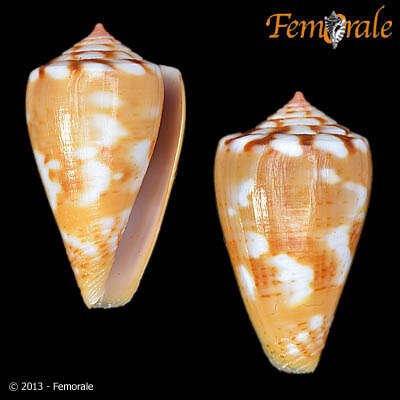 Image of Conus ziczac Megerle von Mühlfeld 1816