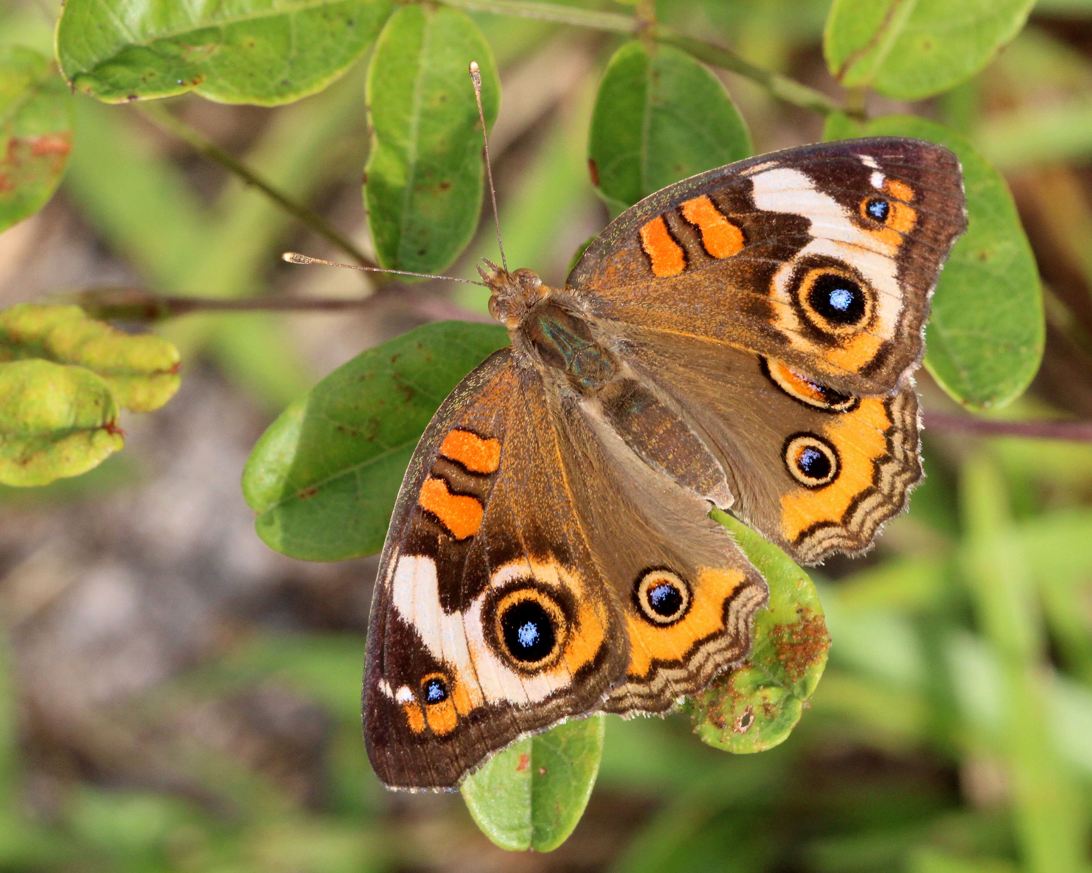 Image of Common buckeye