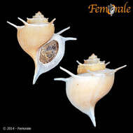 Image of Paludomidae