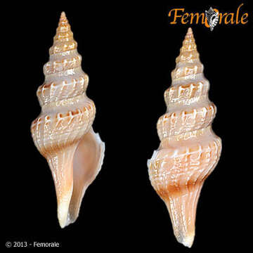 Image of Fusiturridae Abdelkrim, Aznar-Cormano, Fedosov, Kantor, Lozouet, Phuong, Zaharias & Puillandre 2018