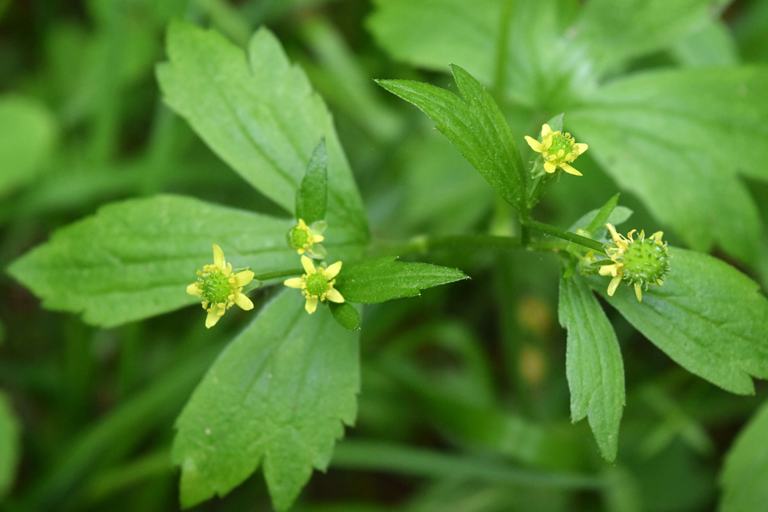 Слика од Ranunculus recurvatus Poir.