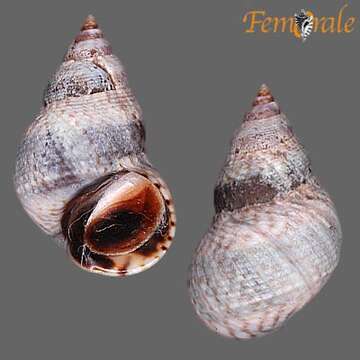 Image of Echinolittorina Habe 1956