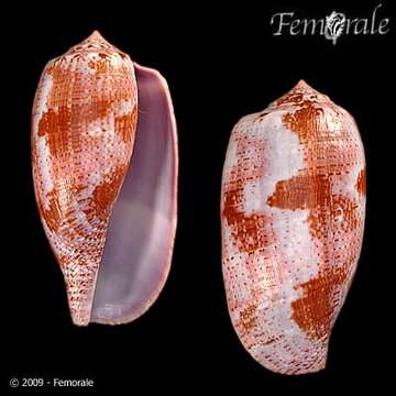 Image of cone snails