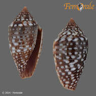 Image of Conasprella allamandi (Petuch 2013)