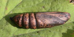 Image of elephant hawk-moth