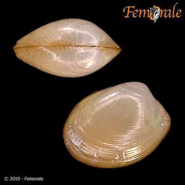 Image of nut shells