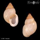 Image of Partula snail
