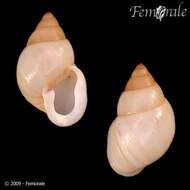 Image of Partula snails