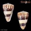 Conus augur的圖片