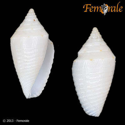 Image of Conasprella Thiele 1929