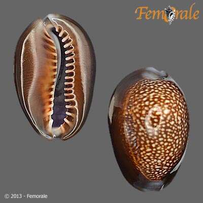 Image of dragon's head cowry