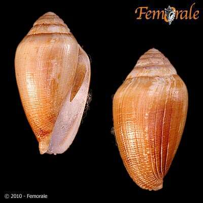 Image of cone snails