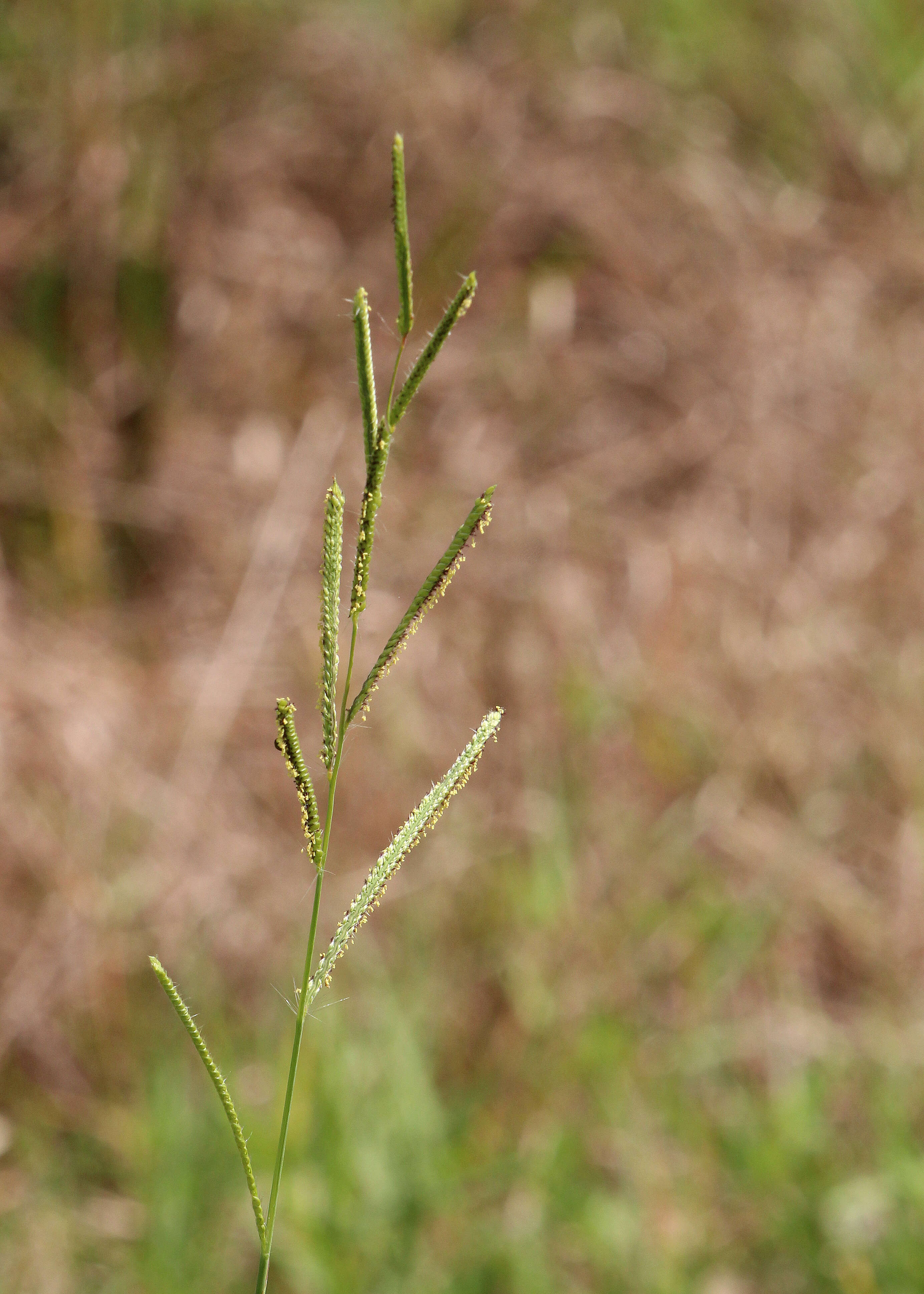 Image of Vasey's grass