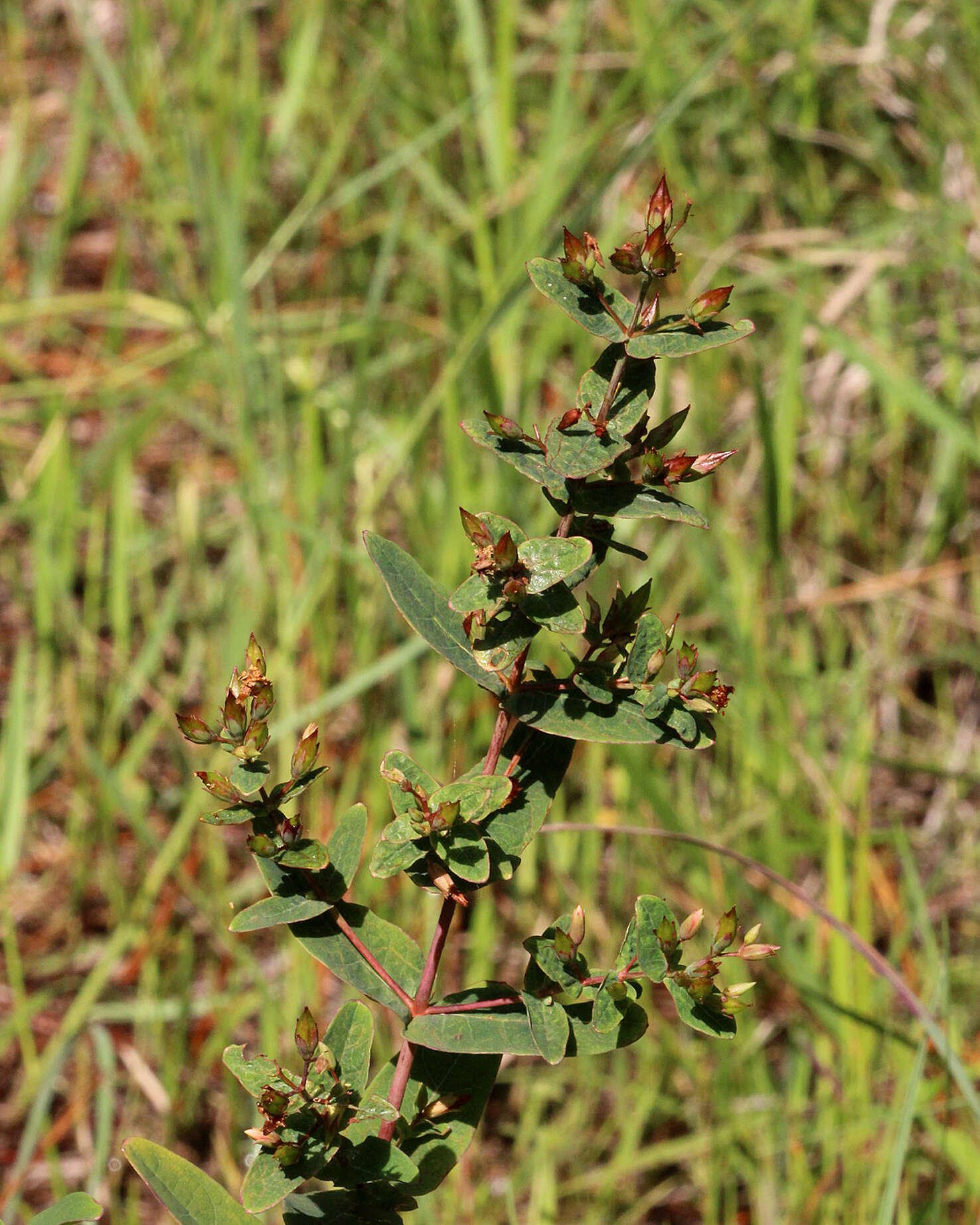 Image of Virginia St. John's-Wort