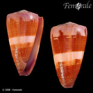 Image of cone snails