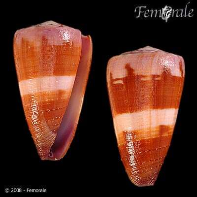 Image of cone snails