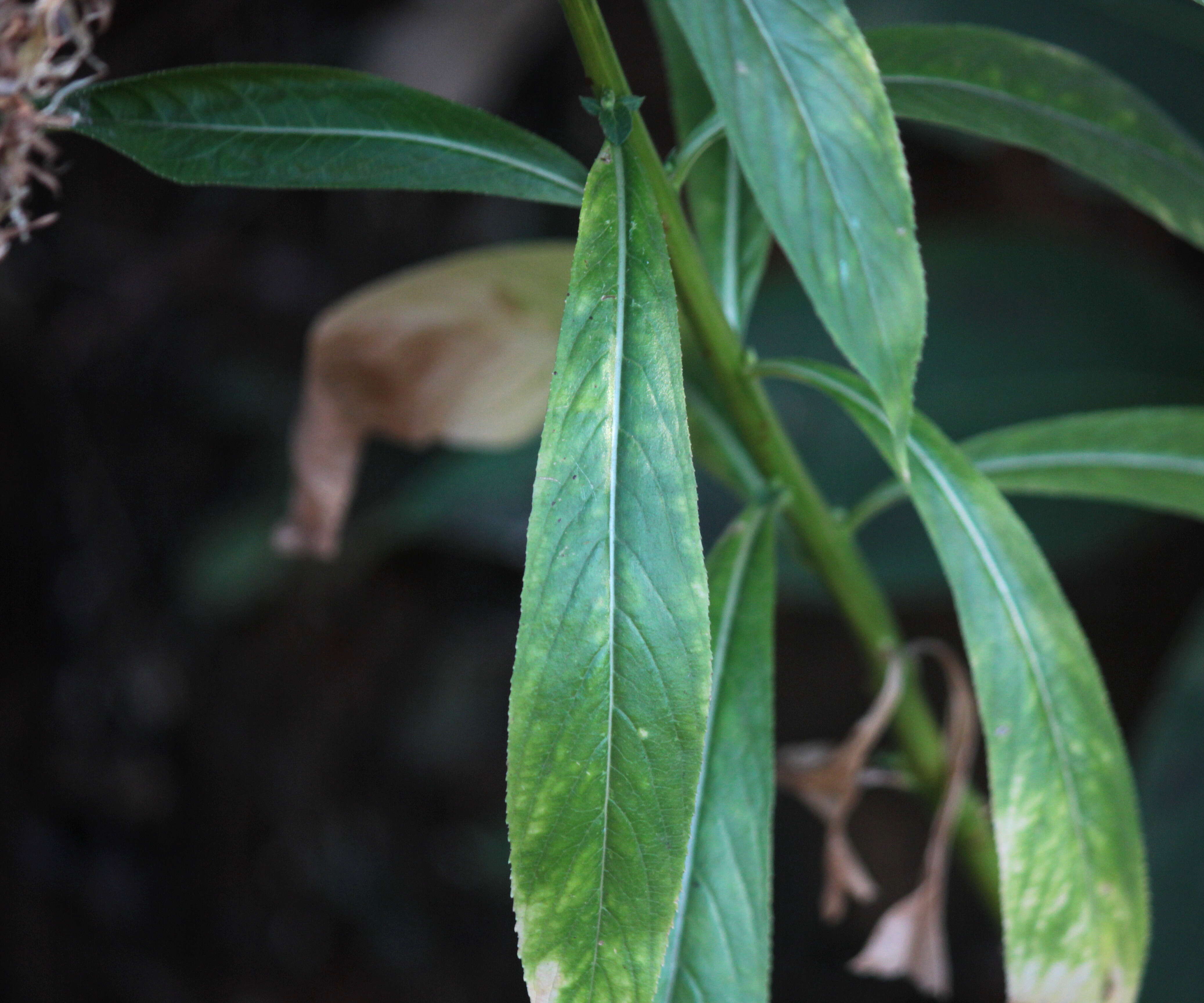 Image de Lobelia nicotianifolia Roth