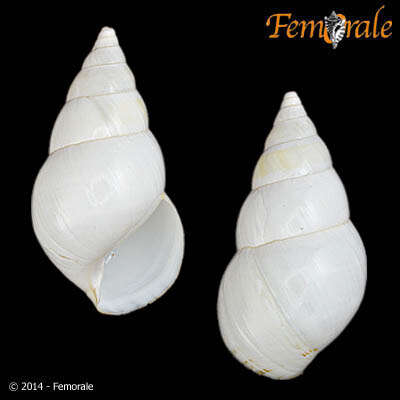 Imagem de Orthalicidae