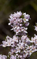 Image of Boronia pilosa Labill.