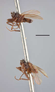 Image of Empis cursitans