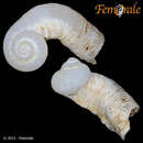 Image of magilus coral snail