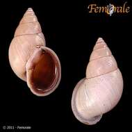 Image of Orthalicidae