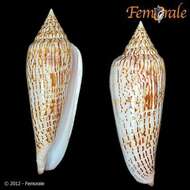 Image of Conus ranonganus da Motta 1978