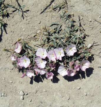 Image of Convolvulus lineatus L.