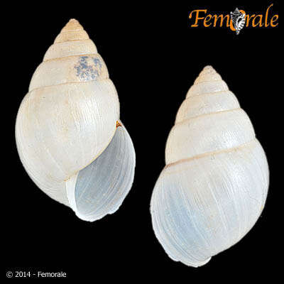 Image of Simpulopsidae