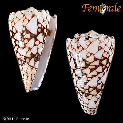 Image of cone snails