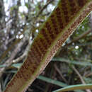 Image of longleaf tonguefern