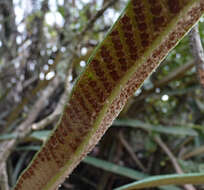 Image of longleaf tonguefern