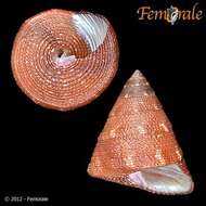 صورة Calliostomatidae Thiele 1924