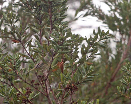 Image of Orange-crowned Warbler